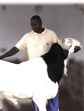 Vente d’animaux (bovins, ovins, volailles, etc.)