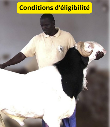 Téléchargez canevas projet