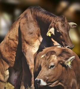 site fonstab (270 x 300 px)(1)